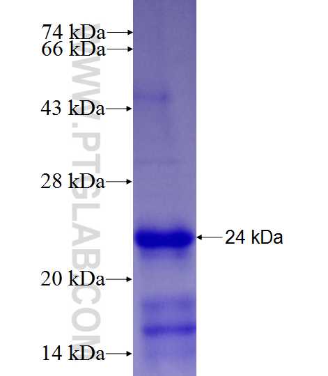 SFRP1 fusion protein Ag28072 SDS-PAGE
