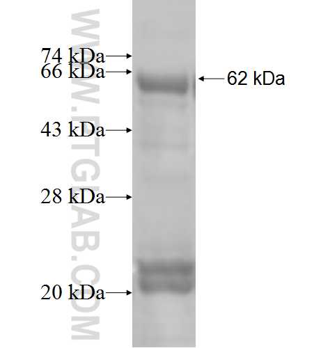 SFRP1 fusion protein Ag4763 SDS-PAGE