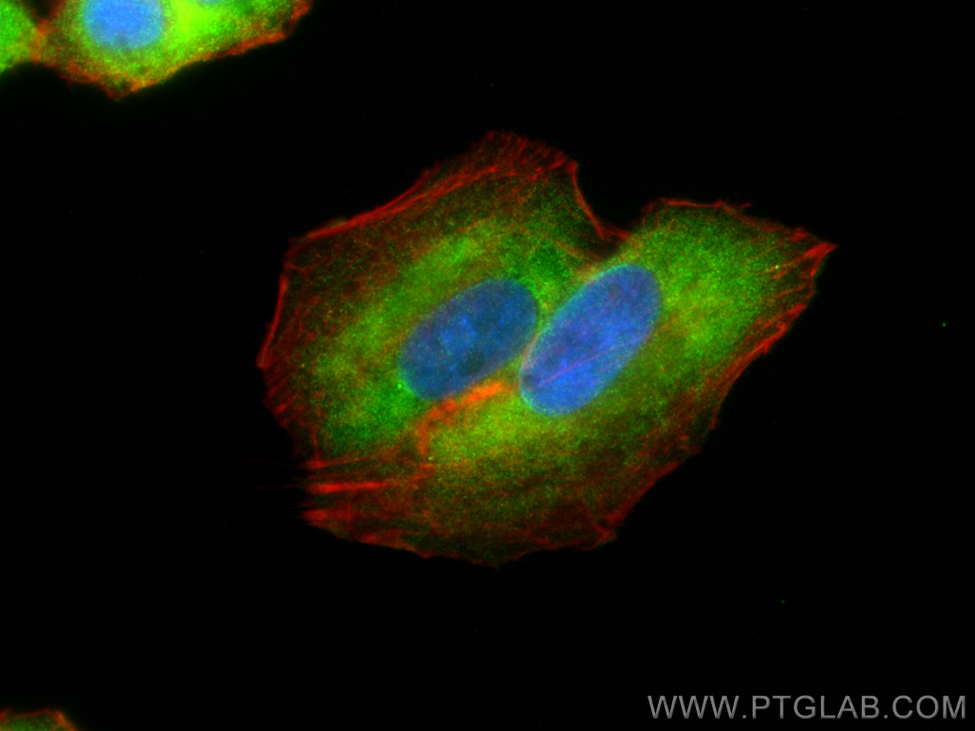 Immunofluorescence (IF) / fluorescent staining of A549 cells using SFRP2 Polyclonal antibody (12189-1-AP)