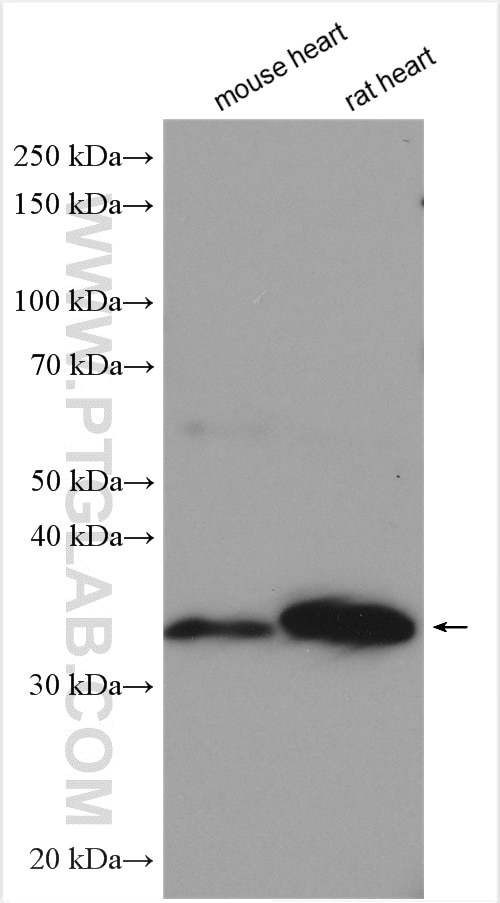 Western Blot (WB) analysis of various lysates using SFRP2 Polyclonal antibody (12189-1-AP)