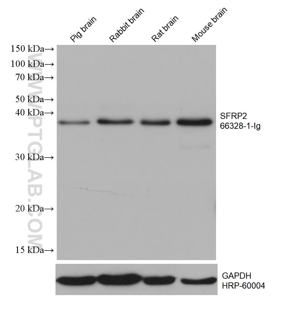 Western Blot (WB) analysis of various lysates using SFRP2 Monoclonal antibody (66328-1-Ig)