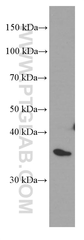 Western Blot (WB) analysis of COLO 320 cells using SFRP2 Monoclonal antibody (66328-1-Ig)