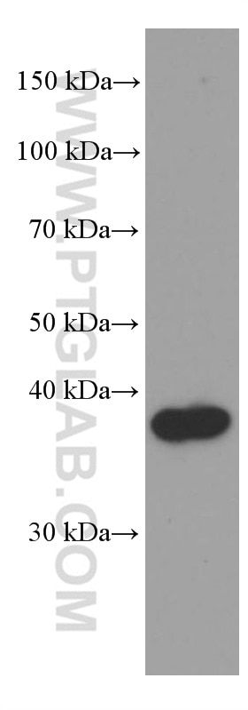 Western Blot (WB) analysis of rat brain tissue using SFRP2 Monoclonal antibody (66328-1-Ig)