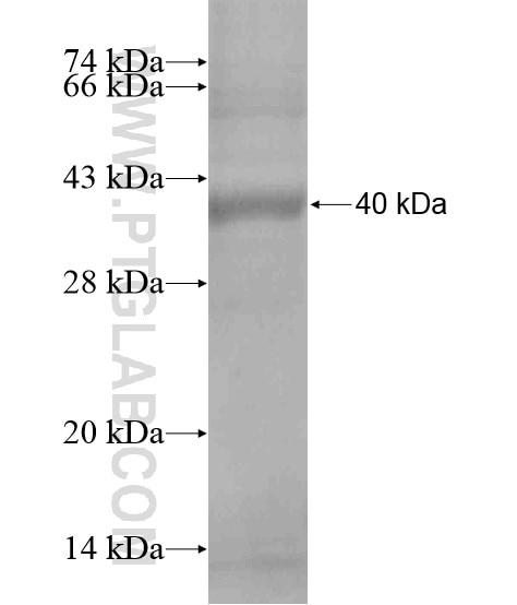 SFRP2 fusion protein Ag18840 SDS-PAGE