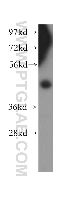 Western Blot (WB) analysis of HEK-293 cells using SFRP4 Polyclonal antibody (15328-1-AP)