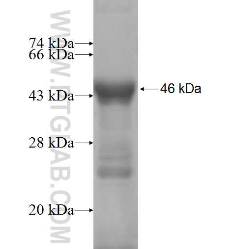 SFRP4 fusion protein Ag6909 SDS-PAGE