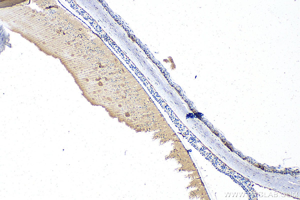 IHC staining of rat eye using 14283-1-AP