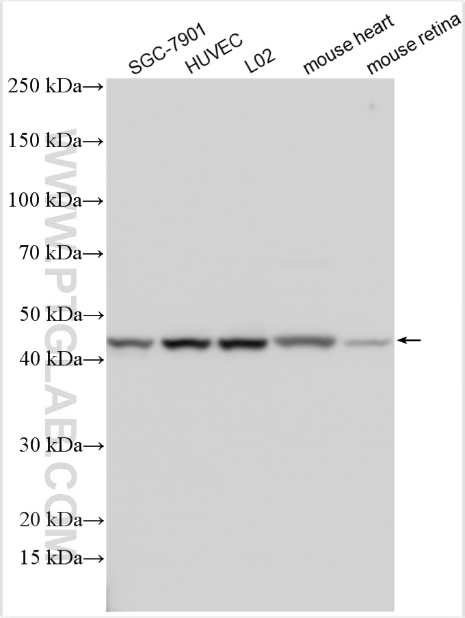 Western Blot (WB) analysis of various lysates using SFRP5 Polyclonal antibody (14283-1-AP)