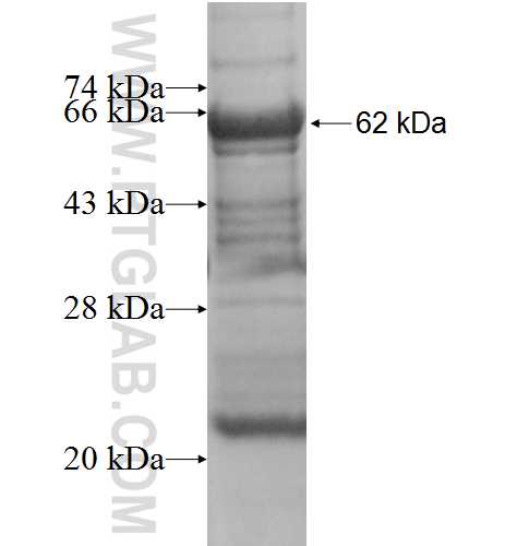 SFRP5 fusion protein Ag5555 SDS-PAGE