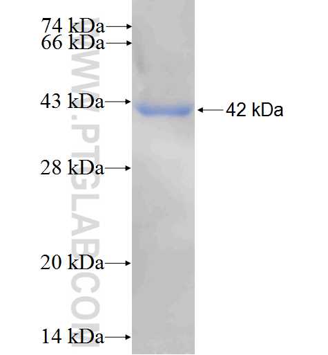 SFRP5 fusion protein Ag5715 SDS-PAGE