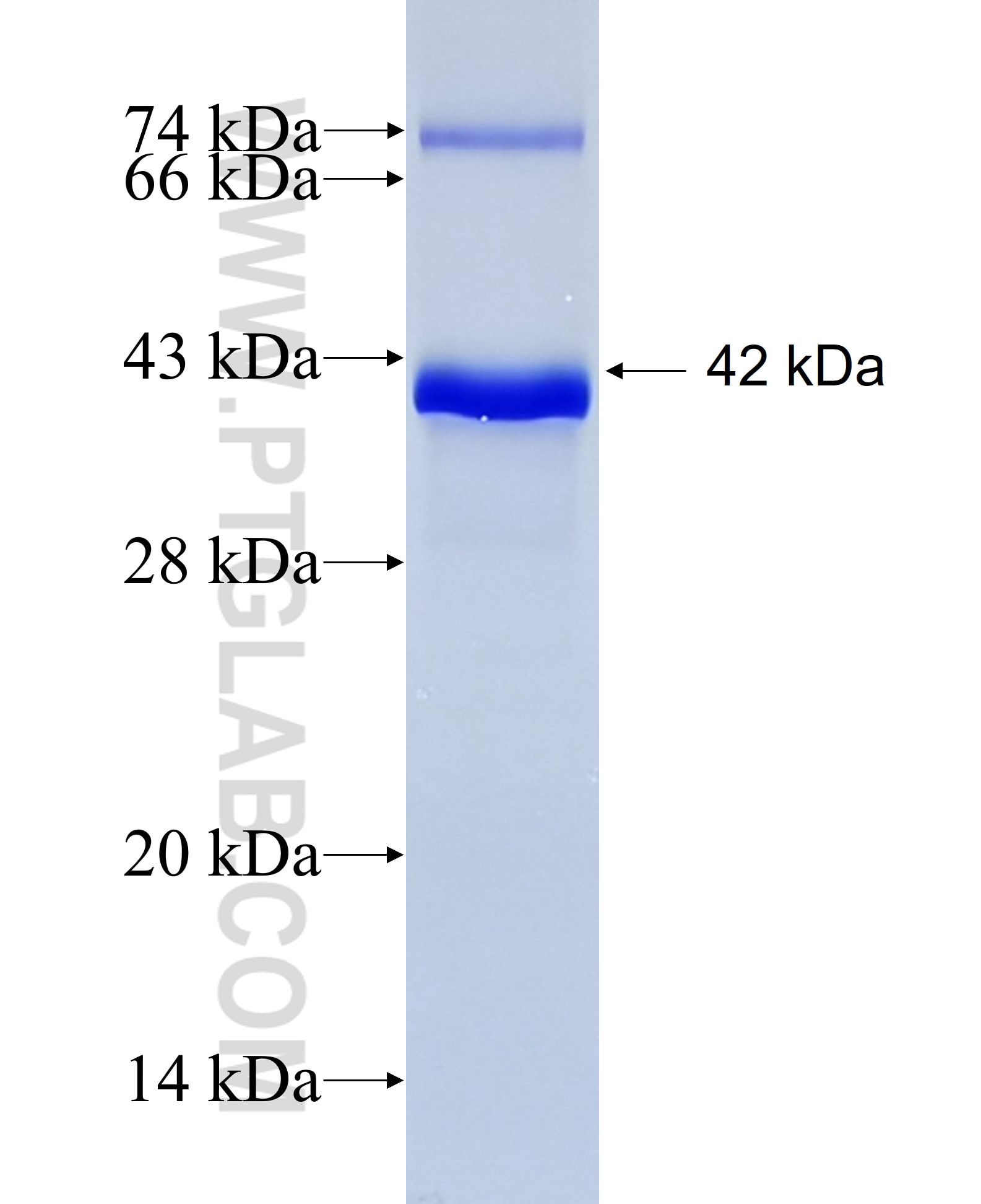 SFRP5 fusion protein Ag5715 SDS-PAGE