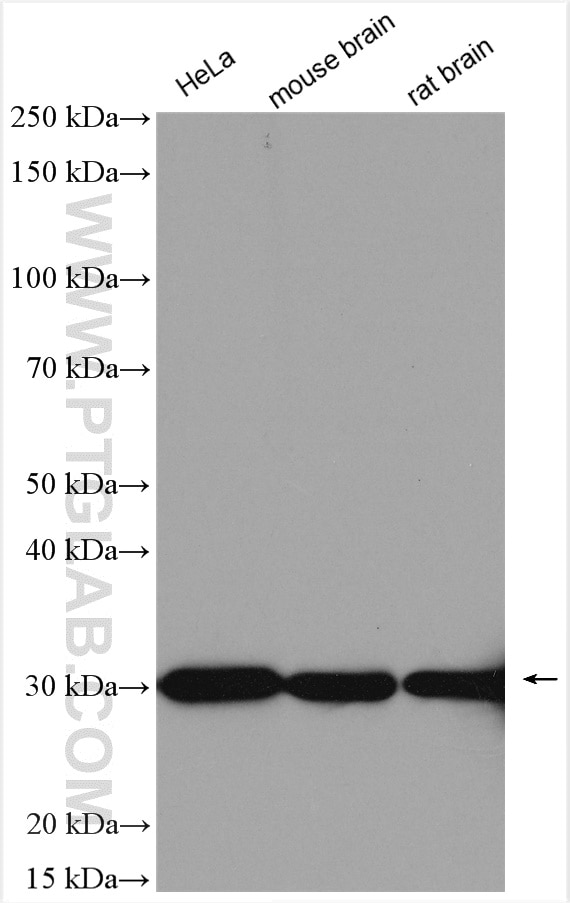 Western Blot (WB) analysis of various lysates using ASF/SF2 Polyclonal antibody (12929-2-AP)