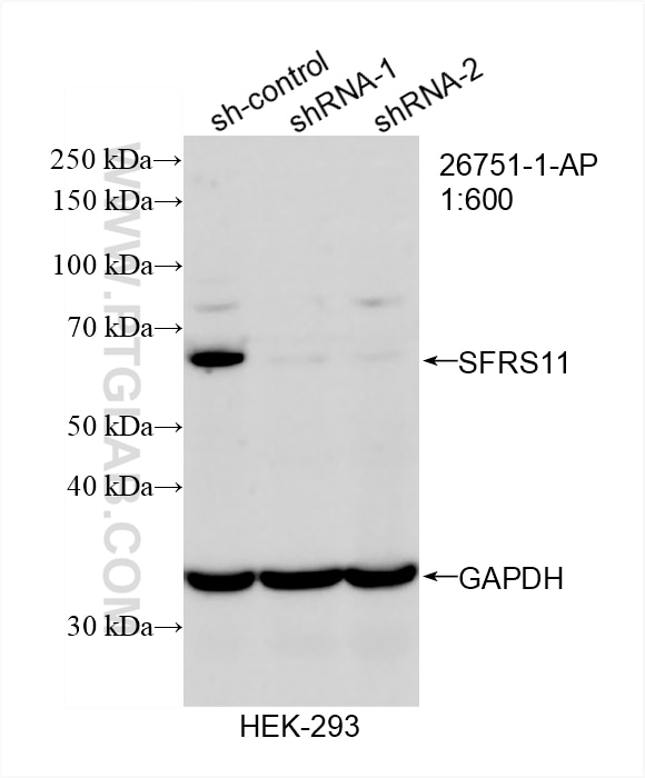 Western Blot (WB) analysis of HEK-293T cells using SFRS11 Polyclonal antibody (26751-1-AP)