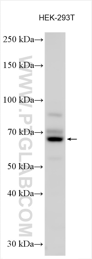 Western Blot (WB) analysis of various lysates using SFRS11 Polyclonal antibody (26751-1-AP)