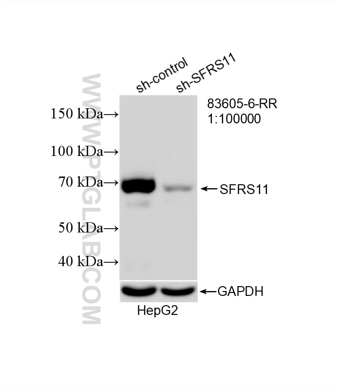 Western Blot (WB) analysis of HepG2 cells using SFRS11 Recombinant monoclonal antibody (83605-6-RR)