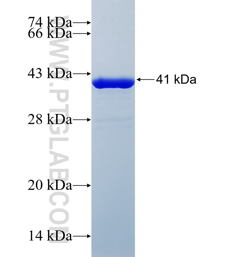 SFRS11 fusion protein Ag24932 SDS-PAGE