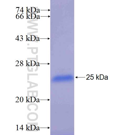 SFRS11 fusion protein Ag25015 SDS-PAGE