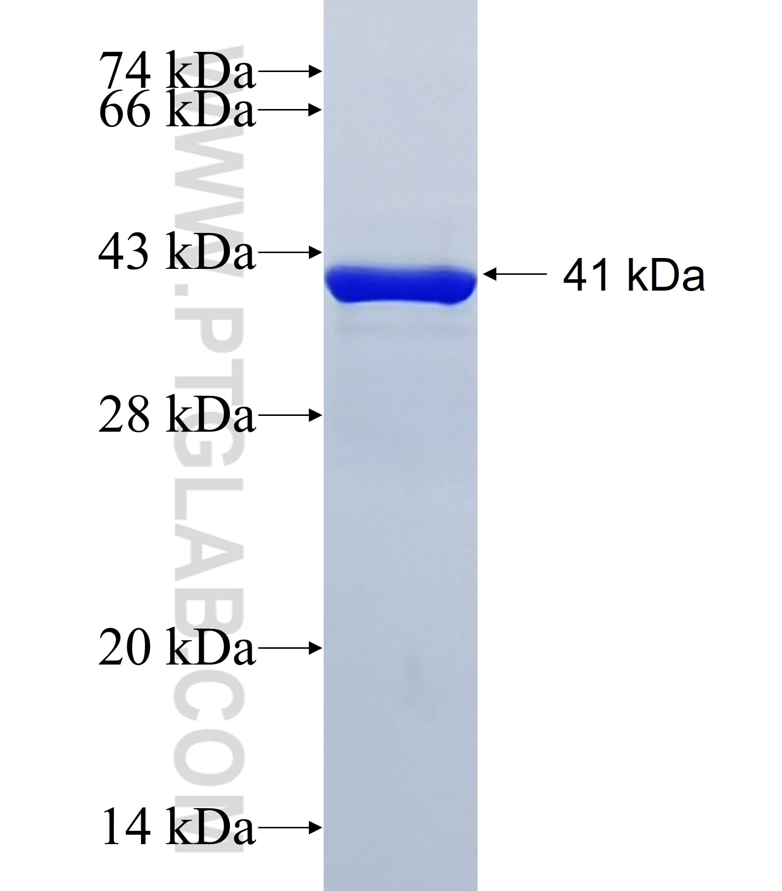SFRS12 fusion protein Ag41742 SDS-PAGE