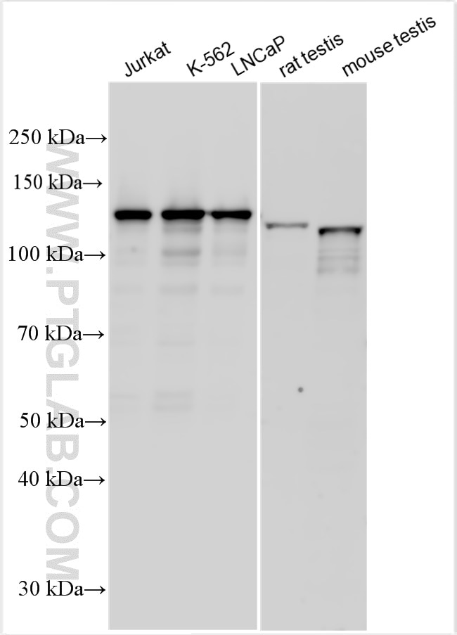 Western Blot (WB) analysis of various lysates using SFRS14 Polyclonal antibody (12514-1-AP)