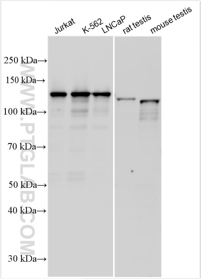 WB analysis using 12514-1-AP