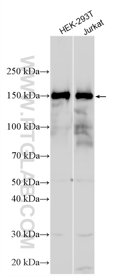 Various lysates were subjected to SDS PAGE followed by western blot with 33589-1-AP (SFRS15 antibody) at dilution of 1:2000 incubated at room temperature for 1.5 hours. Western Blot (WB) analysis of various lysates using SFRS15 Polyclonal antibody (33589-1-AP)