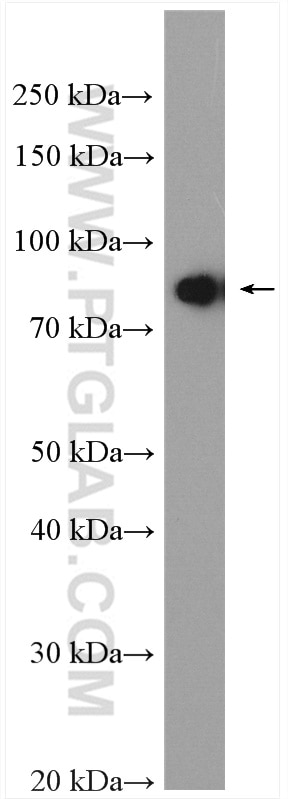 Western Blot (WB) analysis of HeLa cells using SFRS17A Polyclonal antibody (13441-1-AP)
