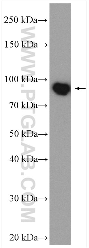 Western Blot (WB) analysis of HEK-293T cells using SFRS17A Polyclonal antibody (13441-1-AP)