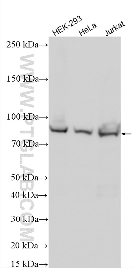 Western Blot (WB) analysis of various lysates using SFRS17A Polyclonal antibody (13441-1-AP)