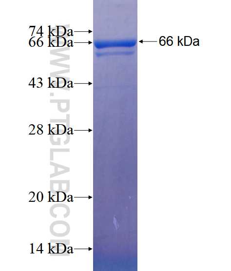 SFRS17A fusion protein Ag4252 SDS-PAGE