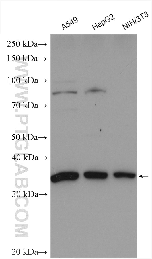 Western Blot (WB) analysis of various lysates using SFRS2 Polyclonal antibody (20371-1-AP)