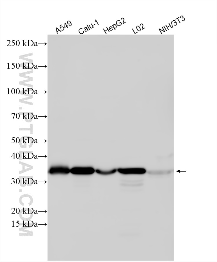 Western Blot (WB) analysis of various lysates using SFRS2 Polyclonal antibody (20371-1-AP)