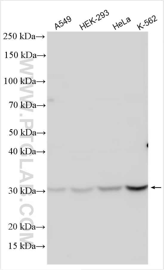 Western Blot (WB) analysis of various lysates using SFRS2 Polyclonal antibody (21212-1-AP)
