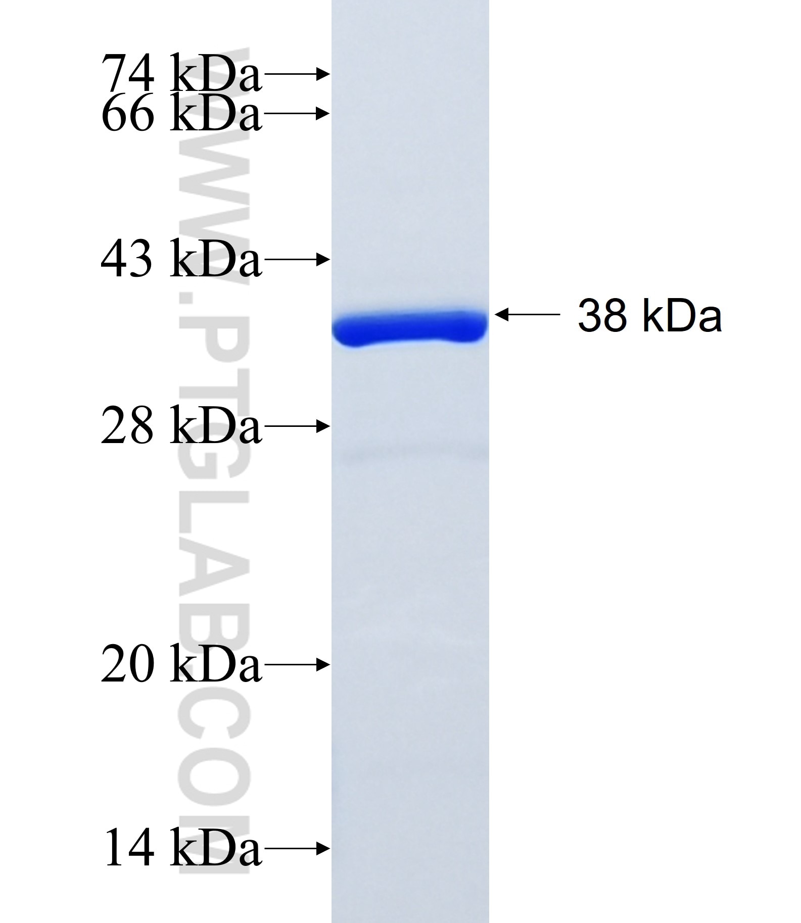 SFRS2 fusion protein Ag15612 SDS-PAGE