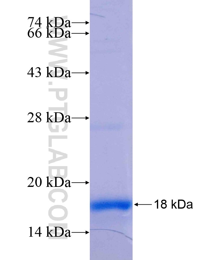 SFRS2 fusion protein Ag17177 SDS-PAGE