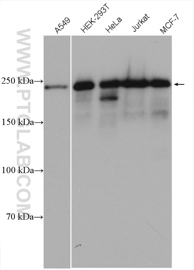 Western Blot (WB) analysis of various lysates using SFRS2IP Polyclonal antibody (28098-1-AP)