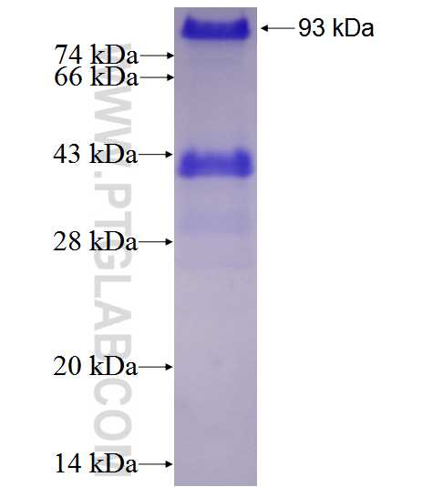 SFRS2IP fusion protein Ag24381 SDS-PAGE