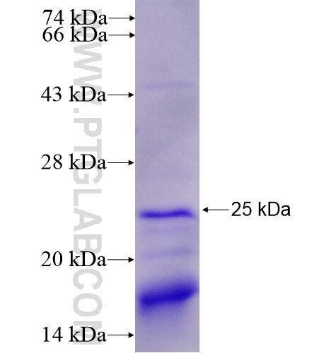SRp20 fusion protein Ag13184 SDS-PAGE