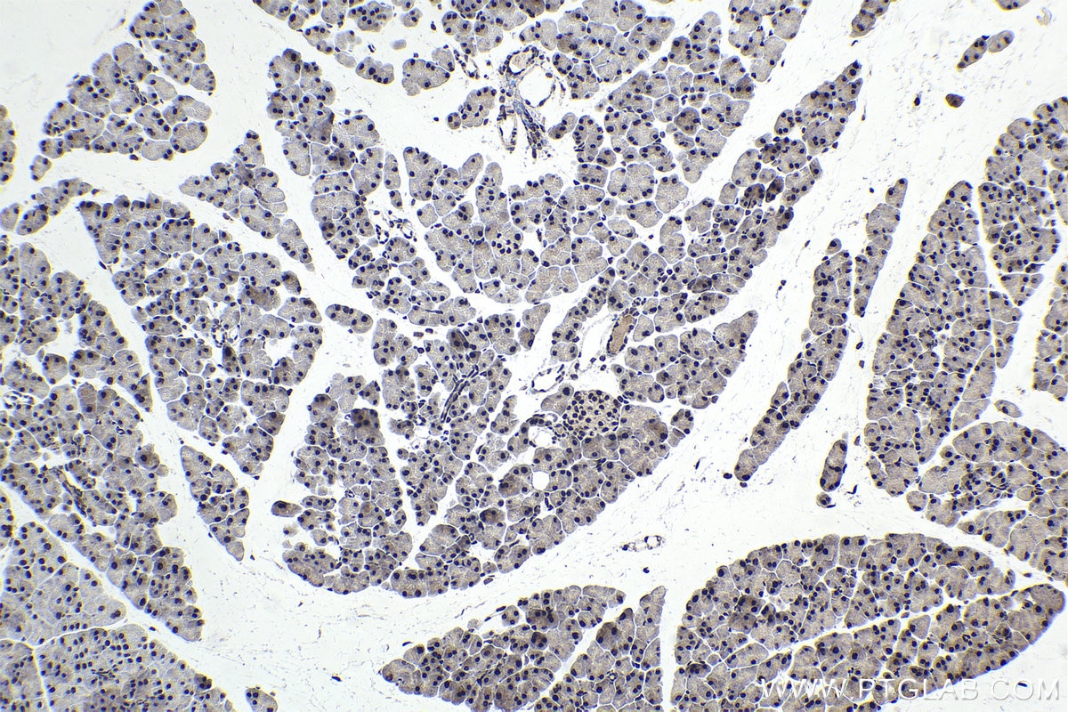 IHC staining of mouse pancreas using 16237-1-AP Immunohistochemistry (IHC) staining of mouse pancreas tissue using SFRS5 Polyclonal antibody (16237-1-AP)