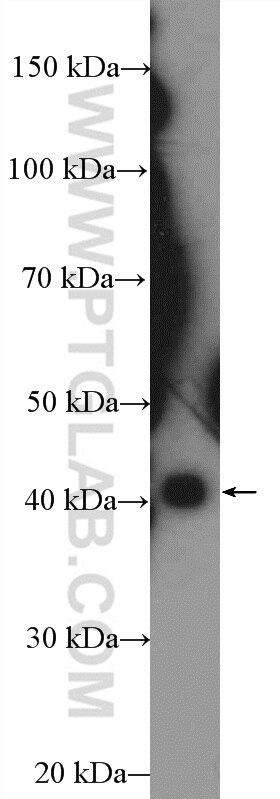 Western Blot (WB) analysis of A549 cells using SFRS5 Polyclonal antibody (16237-1-AP)