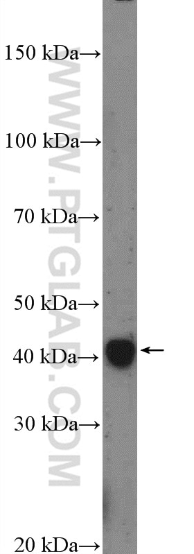 Western Blot (WB) analysis of mouse testis tissue using SFRS5 Polyclonal antibody (16237-1-AP)