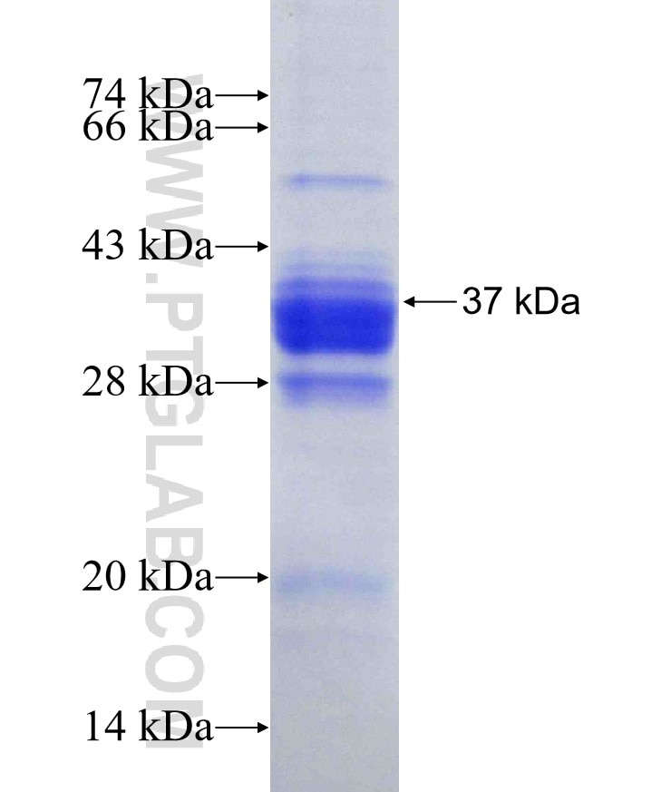 SFRS5 fusion protein Ag8988 SDS-PAGE