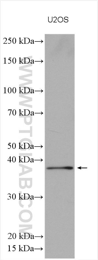Western Blot (WB) analysis of various lysates using SFRS6 Polyclonal antibody (28715-1-AP)