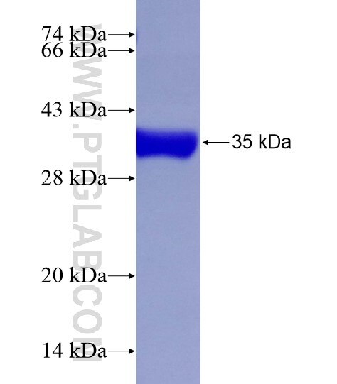SFRS6 fusion protein Ag28912 SDS-PAGE