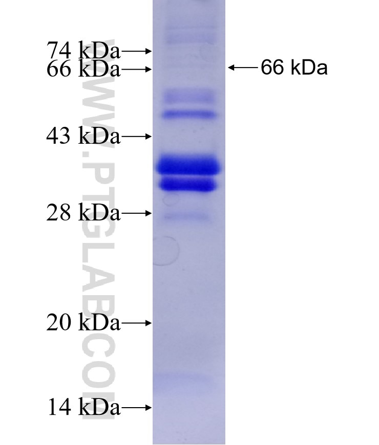 SFRS6 fusion protein Ag2412 SDS-PAGE