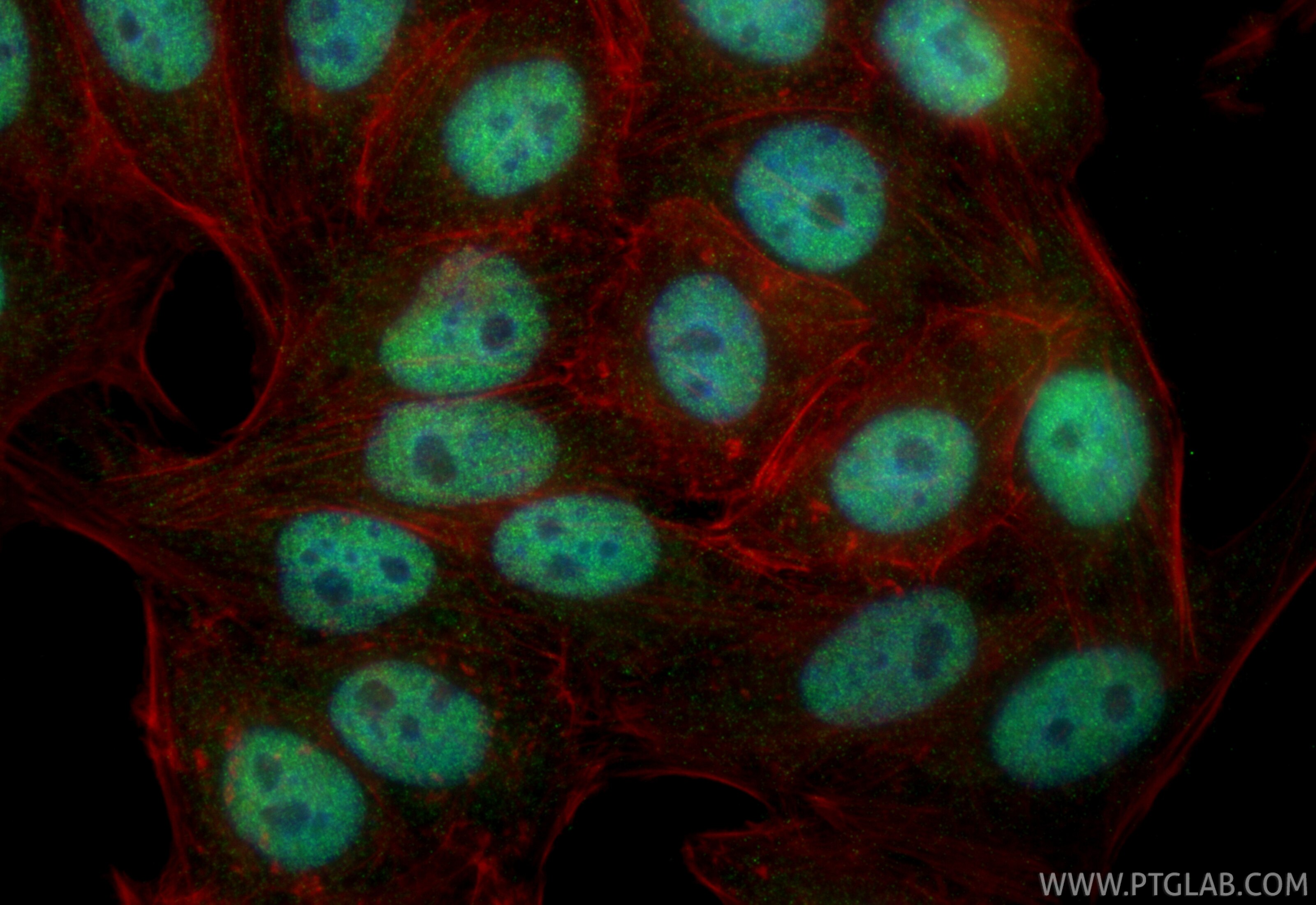 Immunofluorescence (IF) / fluorescent staining of HepG2 cells using SFRS7 Polyclonal antibody (11044-1-AP)