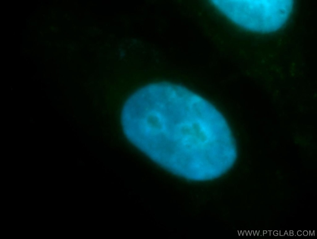 Immunofluorescence (IF) / fluorescent staining of HepG2 cells using SFRS7 Polyclonal antibody (11044-1-AP)