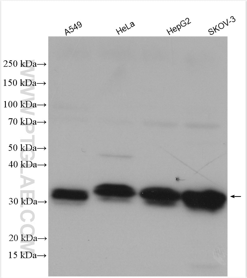 Western Blot (WB) analysis of various lysates using SFRS7 Polyclonal antibody (11044-1-AP)