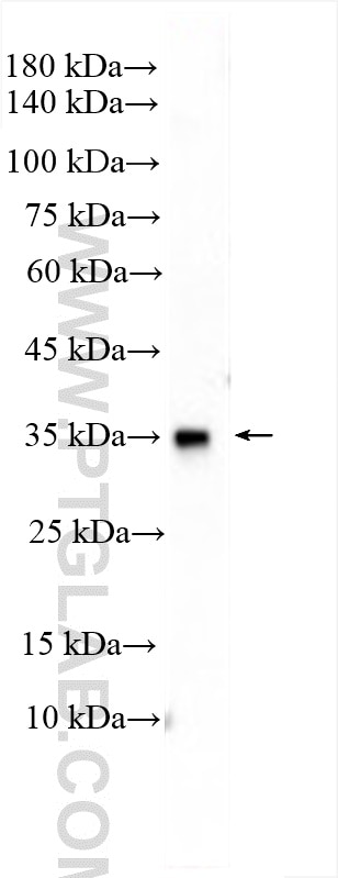 Western Blot (WB) analysis of mouse testis tissue using SFRS7 Polyclonal antibody (11044-1-AP)