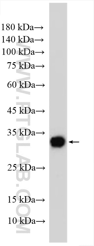 Western Blot (WB) analysis of rat testis tissue using SFRS7 Polyclonal antibody (11044-1-AP)