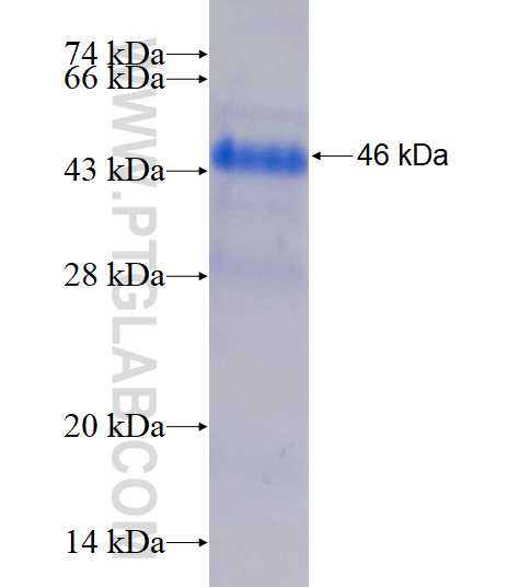 SFRS7 fusion protein Ag1526 SDS-PAGE